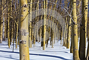 Winter Aspens