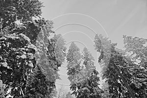 Winter atmosphere, fog and trees with snow in Black Forest, Germany