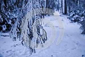 Winter atmosphere, fog and trees with snow in Black Forest, Germany