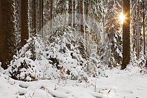 Winter atmosphere, sunset in Black Forest, Germany