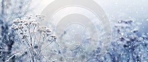 Winter atmospheric view with dry plants covered with frost in a field on a blurred background during snowfall