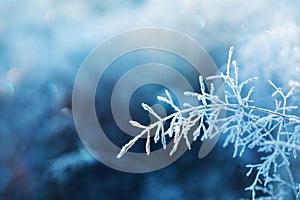 Winter background of beautiful blade of grass covered with frost in morning. Nature landscape in blue toned