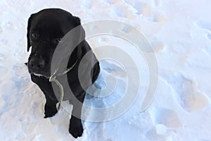 Winter background with black labrador and footprints in the snow. Emotions of apology, love and devotion. Pet care, walking the