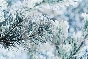 Winter background of blue pine branch in the snow and frost on a cold day. Macro nature.