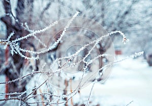 Winter background with branches of the tree covered with hoarfrost.