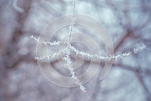 Winter background with branches of the tree covered with hoarfrost.