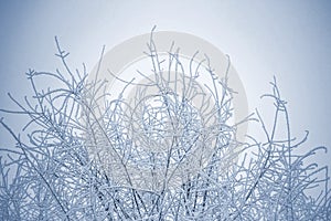 Winter background with branches of the tree covered with hoarfrost.