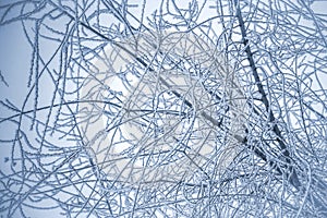 Winter background with branches of the tree covered with hoarfrost.