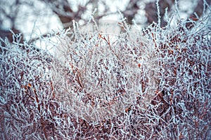 Winter background with branches of the tree covered with hoarfrost.