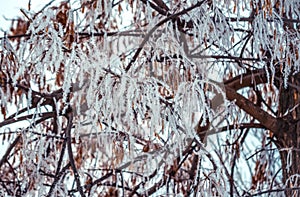 Winter background with branches of the tree covered with hoarfrost.