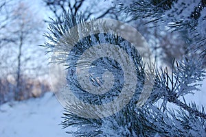 Winter background  close up of frosted pine branch with copy space