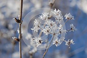 Winter background  close up of frosted pine branch with copy space