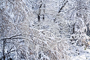   vista ravvicinata di smerigliato pino ramo sul sta nevicando 