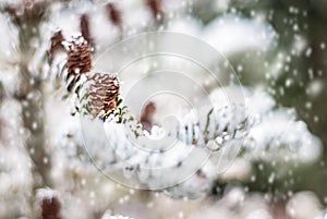 Winter background with conifer branches and cone.