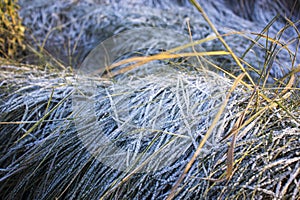 winter background, dry grass covered with frost in winter