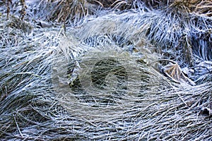 winter background, dry grass covered with frost in winter