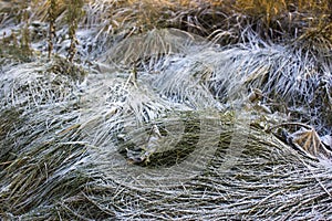 winter background, dry grass covered with frost in winter