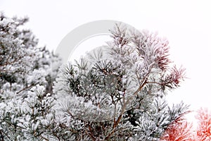 Winter background fresh fir tree branches