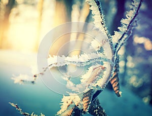 Winter background, frosty forest. texture of the snow at sunset.