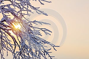 Winter background - frozen branches against sunlight