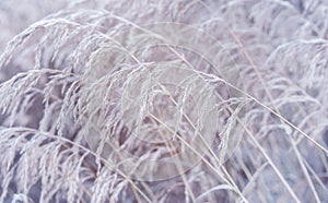 Winter background. Frozen reed plant.