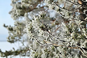 Winter background with green christmas pine tree branch in snow