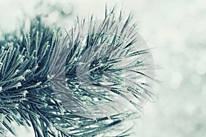 Winter background of green pine branch in the snow and frost on a cold day. Macro nature.