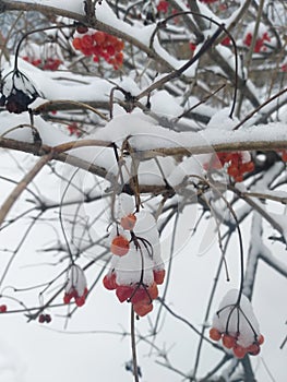 winter background: guelder rose berries covered with snow