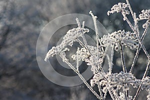 Winter background of ice and frost on plants