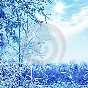 Winter background with icy branches in the foreground