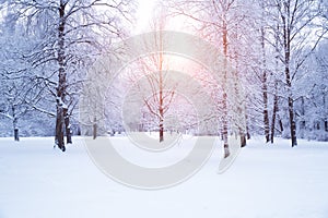 Winter background, landscape. Winter trees in wonderland. Winter