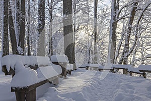 Winter background, landscape. Winter trees in wonderland. Winter scene
