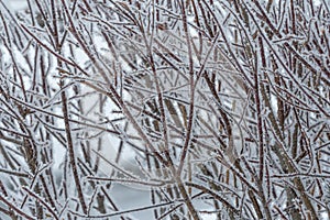 Winter background with lots of detail on snow covered twigs