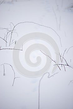 winter background minimalism nature. Branches from under the snow