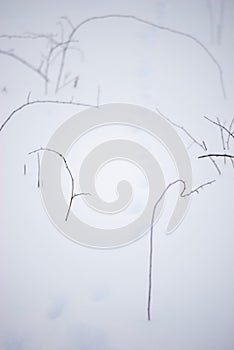 winter background minimalism nature. Branches from under the snow