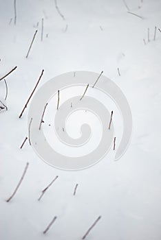 winter background minimalism nature. Branches from under the snow