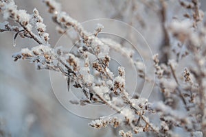 Winter background, morning frost on the grass in ice