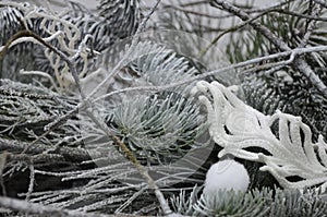 Winter background of pine branch