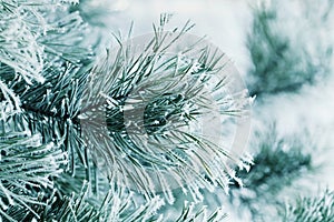 Winter background of pine branch in the snow and frost on a cold day. Macro nature.