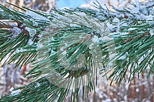 Winter background with pine tree branch covered with snow.