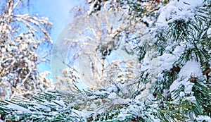 Winter background with pine tree branch covered with snow.