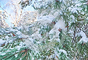 Winter background with pine tree branch covered with snow.