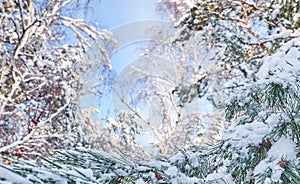 Winter background with pine tree branch covered with snow.