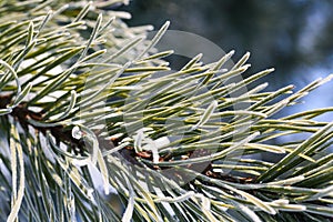 Winter background with pine tree branch thorns covered in frost