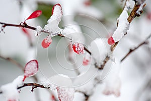 Winter background, red berries on the frozen branches covered with hoarfrost