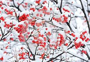 Winter background with red Rowan berries and snow. Branches of a Rowan tree with red fruits covered with snow