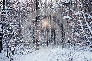 Winter background of setting sun rays in winter forest, beautiful winter scenery of tree trunks covered with snow