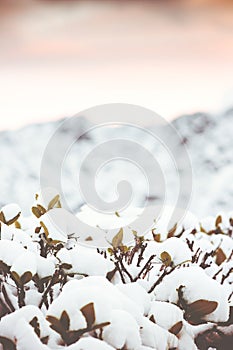 Winter Background with snow branches and mountains