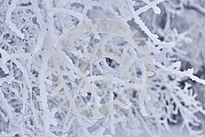 Winter Background with snow branches tree. Hoarfrost on twig