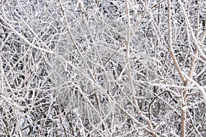 Winter Background with snow branches tree leaves